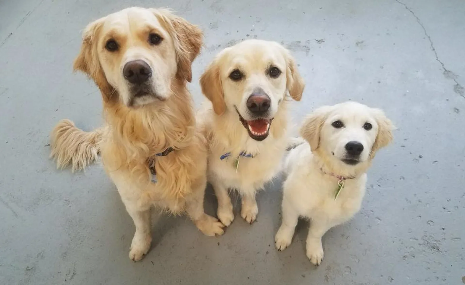 Dogs looking at camera at Puppy Playground